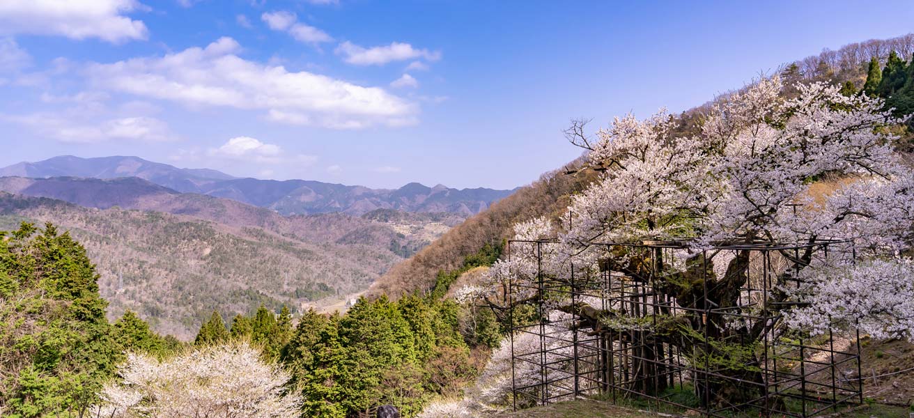 養父市