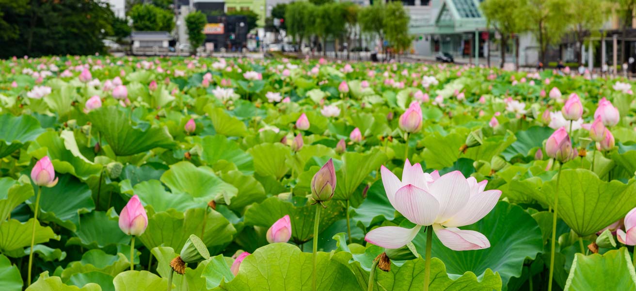 秋田市