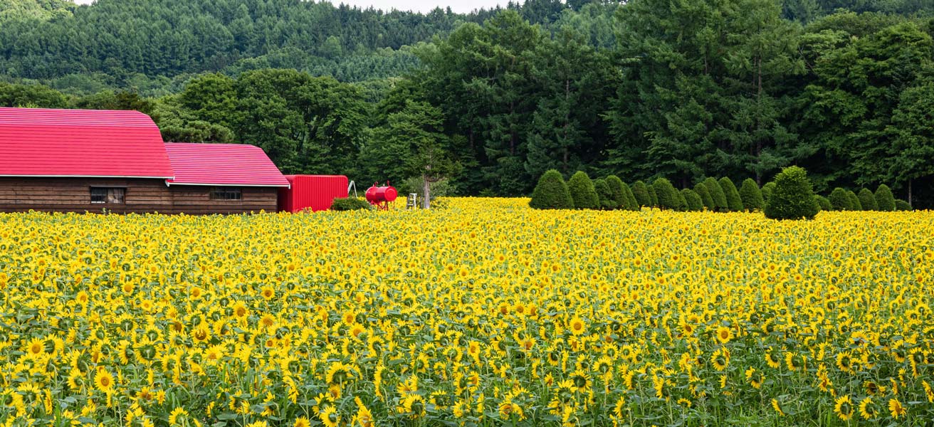 砂川市