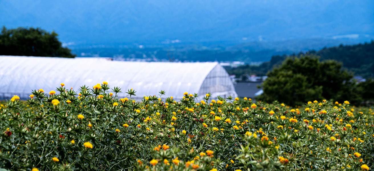 西置賜郡白鷹町