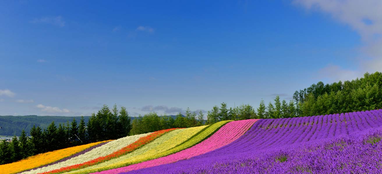 富良野市