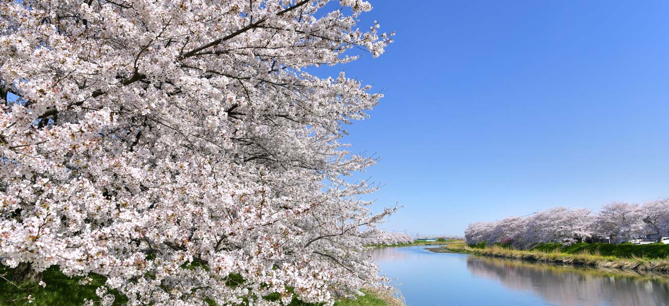 蓮田市