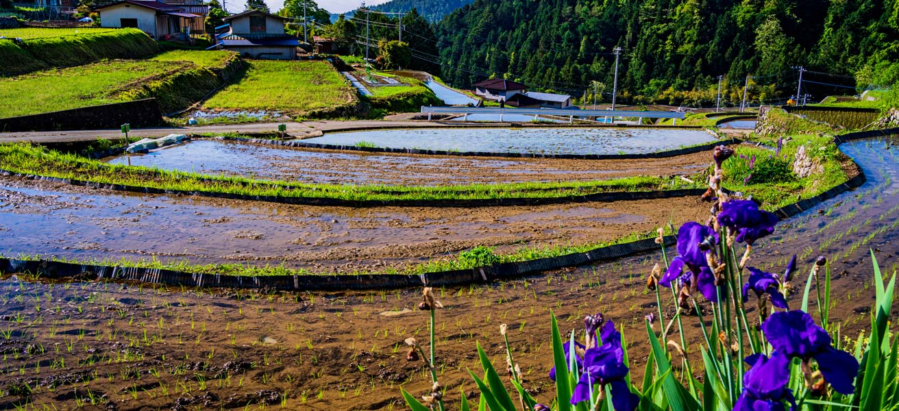 南巨摩郡富士川町